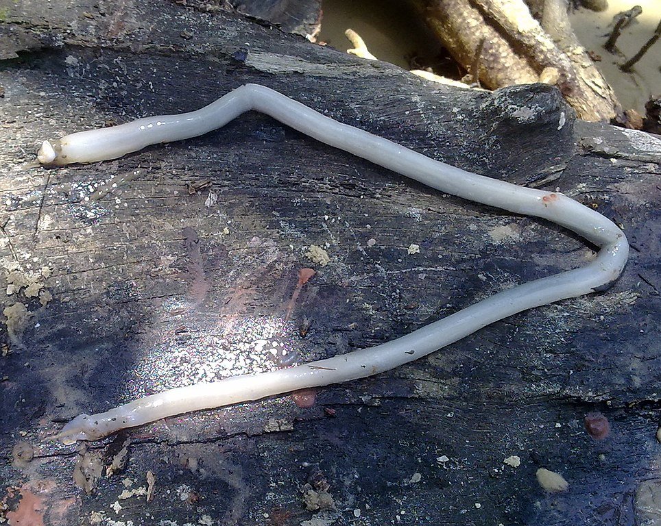 What Makes the Giant Shipworm So Weird - eromeme.com